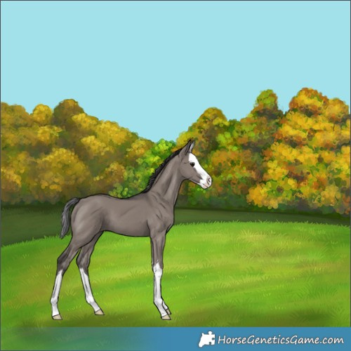 Horse Color:Smoky Grullo Splash 