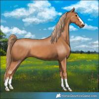 Horse Color:Chestnut 