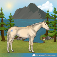 Horse Color:Palomino Dun Splash 