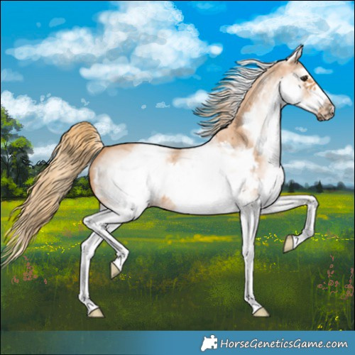 Horse Color:White Spotted Chestnut Sabino Frame