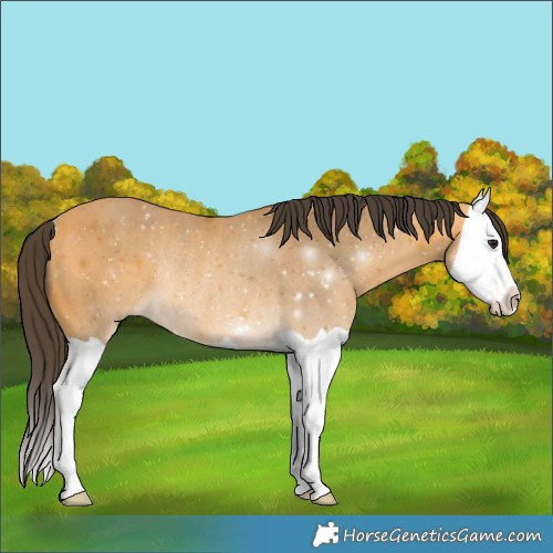 Horse Color:Buckskin Splash Rabicano
