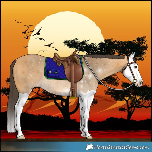 Horse Color:Buckskin Splash Rabicano 