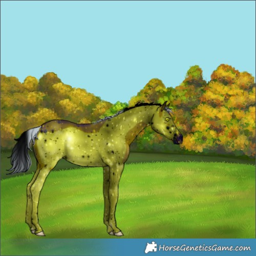 Horse Color:ERROR: UNKNOWN ANOMALY