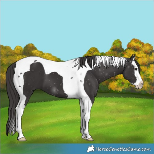 Horse Color:Smoky Black Splash Tobiano 