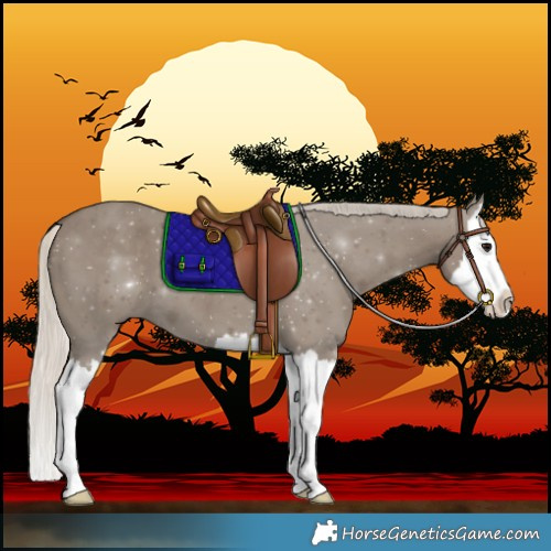 Horse Color:Silver Smoky Grullo Splash 