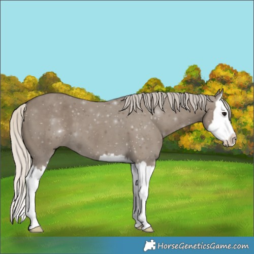 Horse Color:Silver Smoky Grullo Splash 