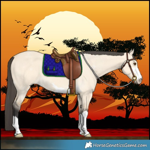 Horse Color:Buckskin Dun 