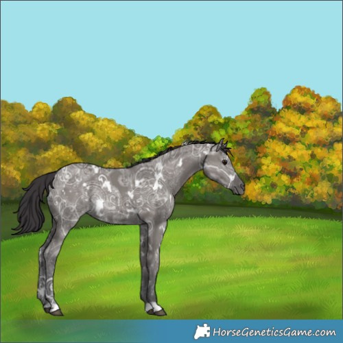 Horse Color:White Spotted Smoky Grullo Ice 