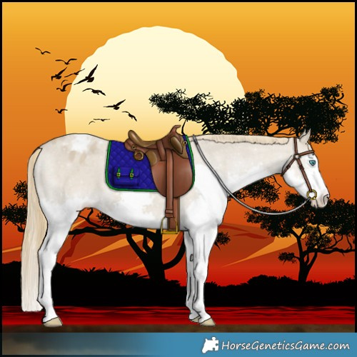 Horse Color:Classic Cream Champagne Dun Splash Varnish 