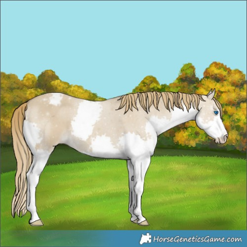 Horse Color:Classic Cream Champagne Dun Splash Appaloosa 