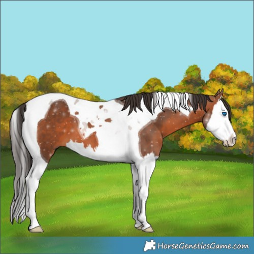 Horse Color:Bay Splash Tobiano 