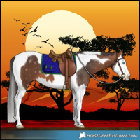 Horse Color:Bay Splash Tobiano