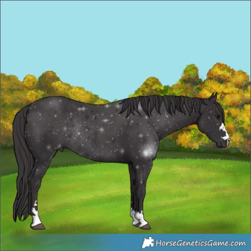 Horse Color:Smoky Black Rabicano 