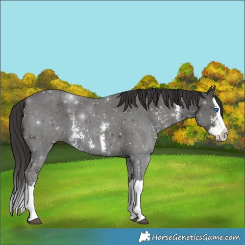 Horse Color:Smoky Black Sabino Splash