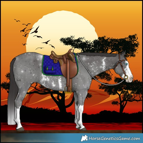 Horse Color:Smoky Black Sabino Splash 