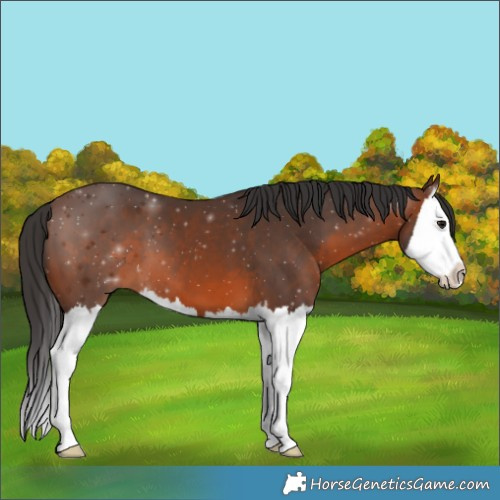 Horse Color:Brown Splash 