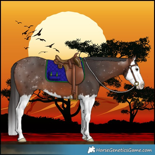 Horse Color:Brown Splash 
