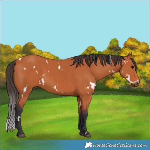 Horse Color:White Spotted Bay 