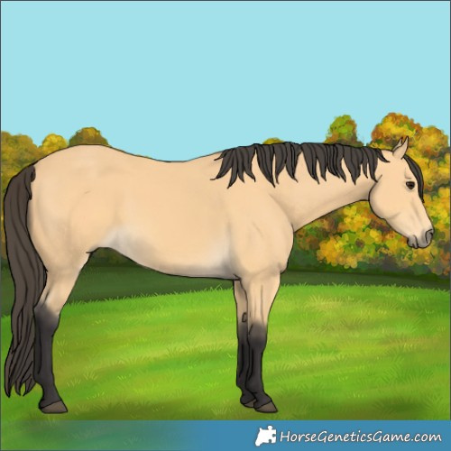 Horse Color:Buckskin 