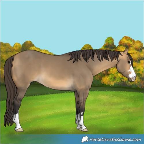 Horse Color:Buckskin Dun 