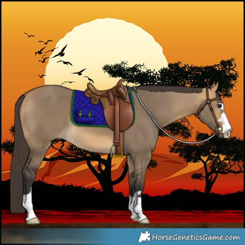 Horse Color:Buckskin Dun 
