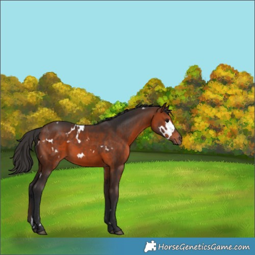 Horse Color:White Spotted Brown 