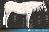 Horse Color:Palomino Leopard and Palomino Leopard