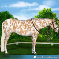 Horse Color:Palomino Near Leopard  and Palomino Near Leopard Rabicano 