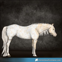 Horse Color:Palomino Appaloosa  and Palomino Appaloosa 