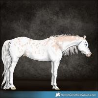 Horse Color:White Spotted Silver Amber Champagne Splash Appaloosa 
