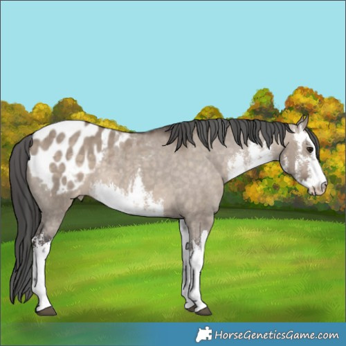 Horse Color:White Spotted Brown Dun Appaloosa 