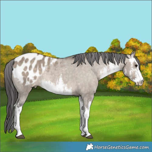 Horse Color:White Spotted Brown Dun Blanket 