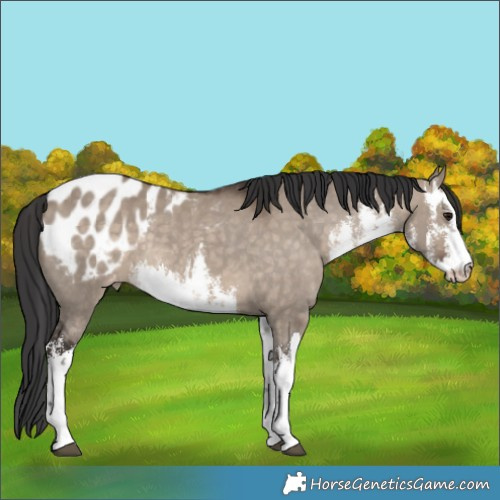 Horse Color:White Spotted Brown Dun Blanket 