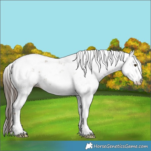 Horse Color:Liver Red Dun Sabino 