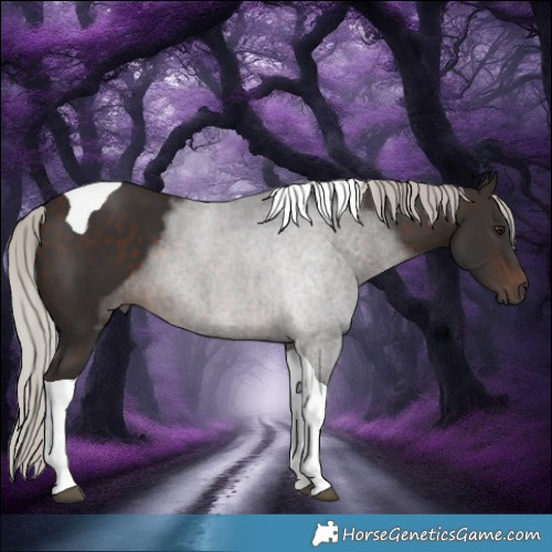 Horse Color:Silver Brown Tobiano 