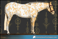 Horse Color:Palomino Near Leopard  and Palomino Near Leopard Rabicano 