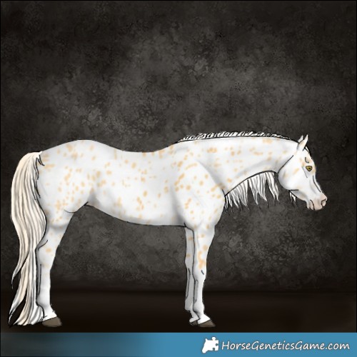 Horse Color:Palomino Appaloosa and Palomino Dun Appaloosa