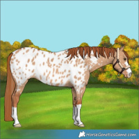 Horse Color:Red Dun Near Leopard