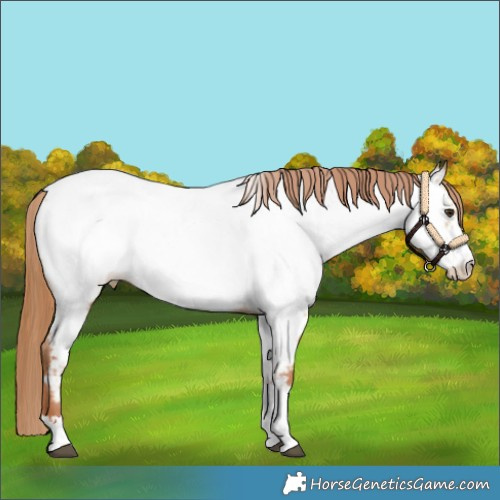 Horse Color:Red Dun Near Fewspot 