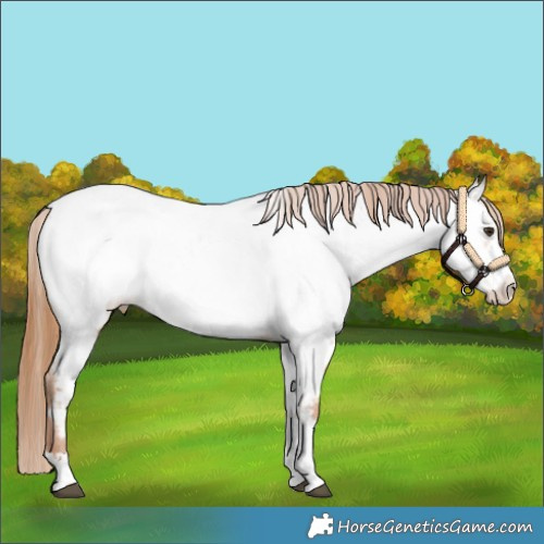 Horse Color:Red Dun Appaloosa 