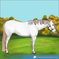 Horse Color:Red Dun Appaloosa