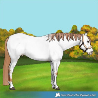 Horse Color:Red Dun Near Fewspot 