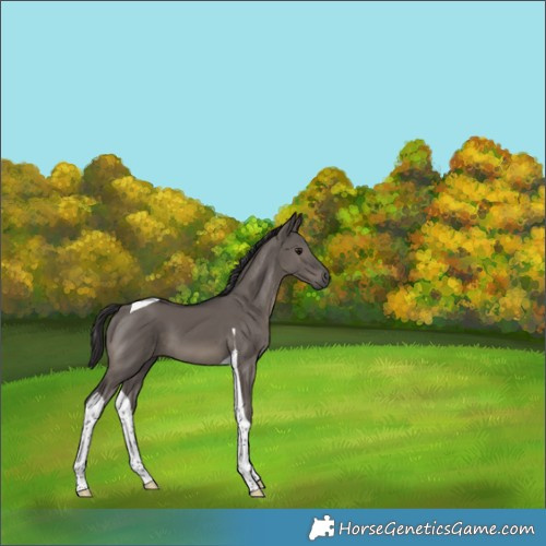 Horse Color:Smoky Grullo Mushroom Tobiano 