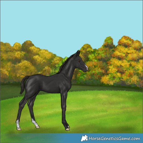 Horse Color:Liver Chestnut Sabino 