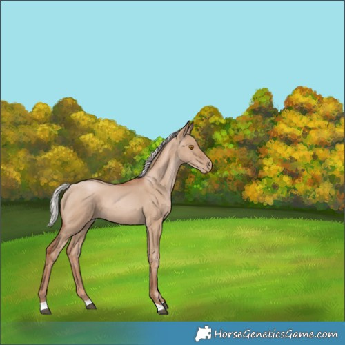 Horse Color:Silver Grullo Pearl 