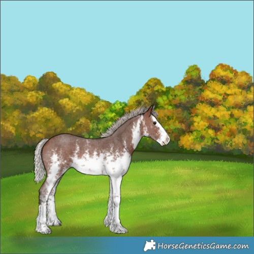 Horse Color:White Spotted Silver Brown Sabino Splash Rabicano 