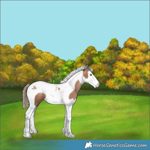 Horse Color:Liver Chestnut Pearl Splash Tobiano 