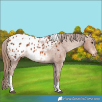 Horse Color:Chestnut Tobiano Blanket