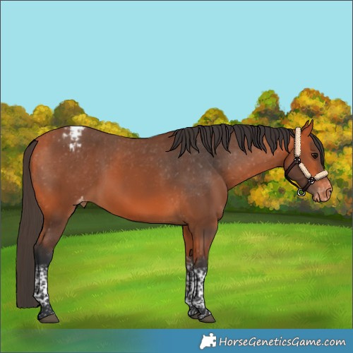 Horse Color:Bay Tobiano Varnish Rabicano 