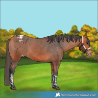 Horse Color:Bay Tobiano Varnish Rabicano